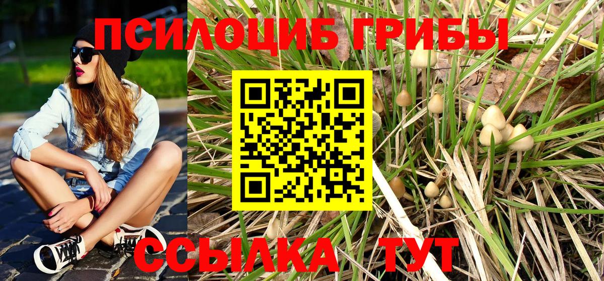 Галлюциногенные грибы Psilocybe  Назрань 